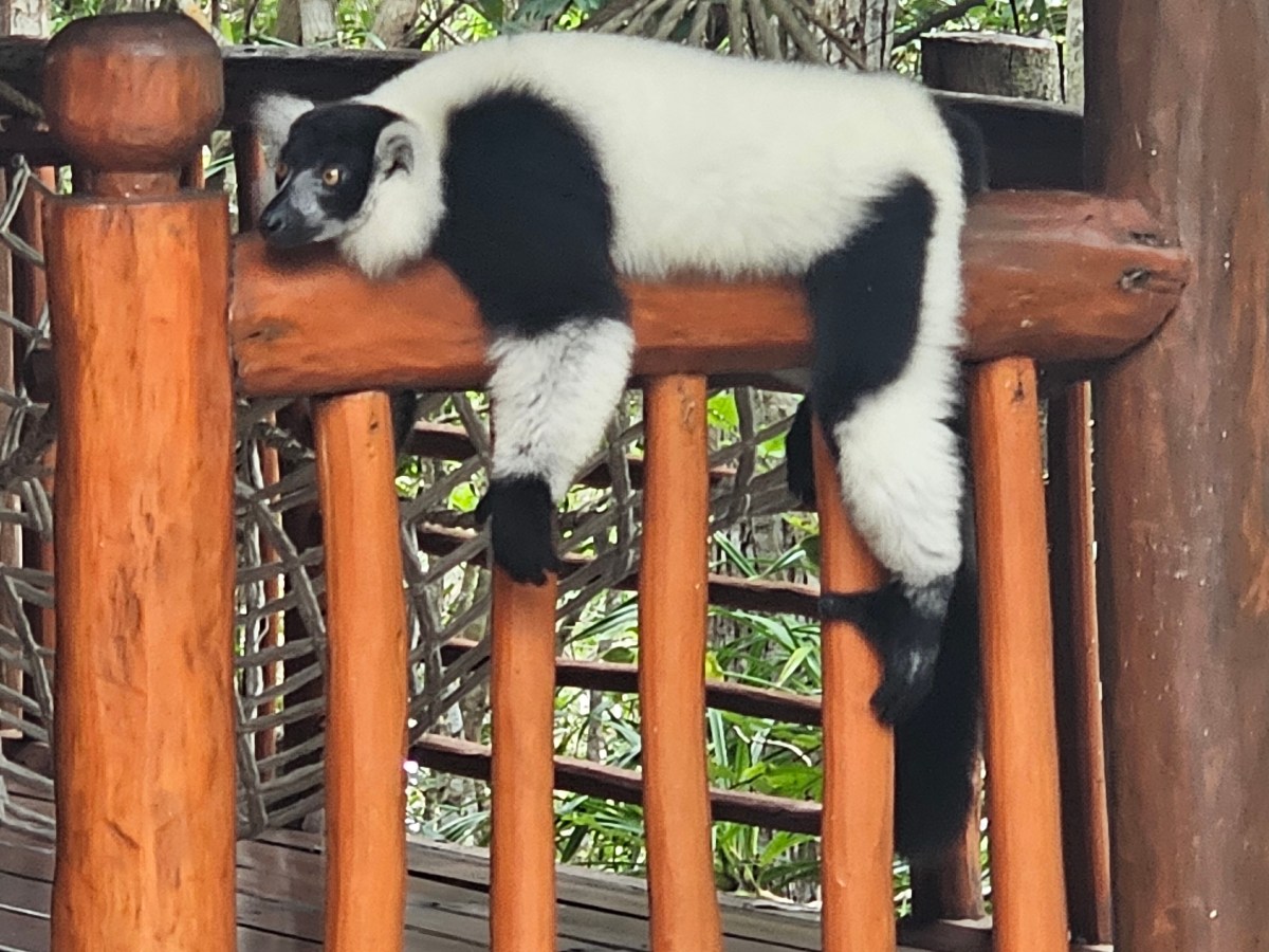 Lemurs
